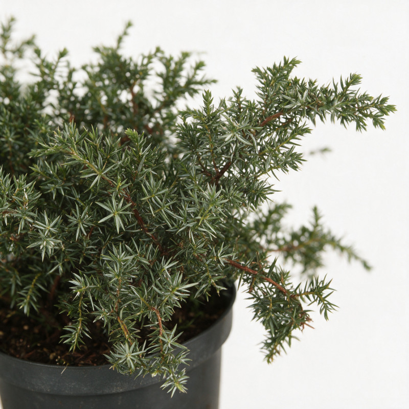 Genévrier commun Silver Carpet - Juniperus communis Silver Carpet Pot 2,5L