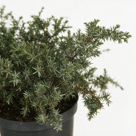 Genévrier commun Silver Carpet - Juniperus communis Silver Carpet Pot 2,5L