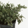 Genévrier commun Silver Carpet - Juniperus communis Silver Carpet Pot 2,5L