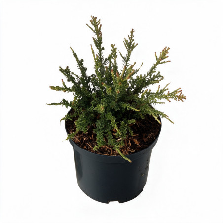 Podocarpe Kilworth Cream - Podocarpus nivalis Kilworth Cream 25/35cm Pot 2,5L