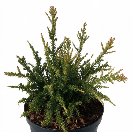 Podocarpe Kilworth Cream - Podocarpus nivalis Kilworth Cream 25/35cm Pot 2,5L