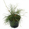 Thuya occidental Filiformis - Thuja occidentalis Filiformis 20/30cm Pot 2,5L