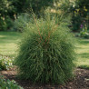 Thuya occidental Filiformis - Thuja occidentalis Filiformis 20/30cm Pot 2,5L