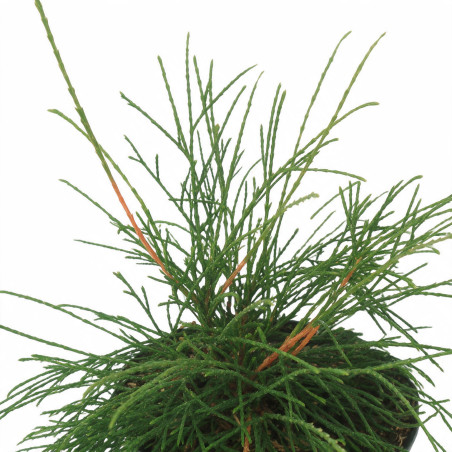 Thuya occidental Filiformis - Thuja occidentalis Filiformis 20/30cm Pot 2,5L