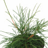 Thuya occidental Filiformis - Thuja occidentalis Filiformis 20/30cm Pot 2,5L