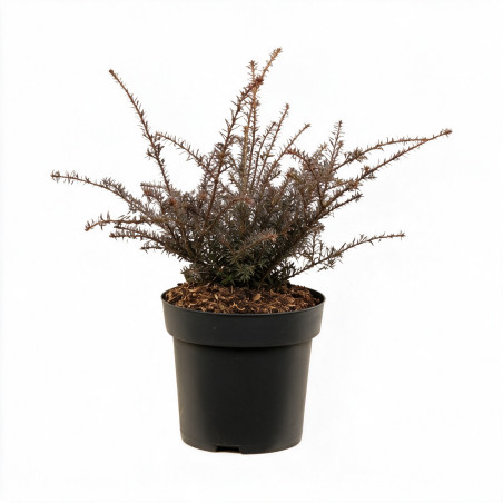 Podocarpe County Park Fire - Podocarpus x County Park Fire 20/30cm Pot 2,5L
