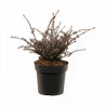 Podocarpe County Park Fire - Podocarpus x County Park Fire 20/30cm Pot 2,5L