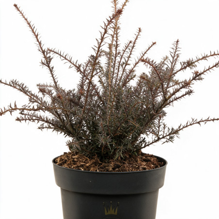 Podocarpe County Park Fire - Podocarpus x County Park Fire 20/30cm Pot 2,5L