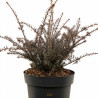 Podocarpe County Park Fire - Podocarpus x County Park Fire 20/30cm Pot 2,5L