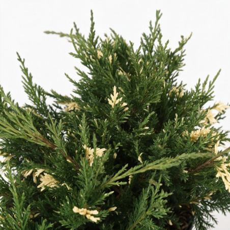 Genévrier de Pfitzer White Splash - Juniperus media White Splash 25/35cm Pot 2,5L