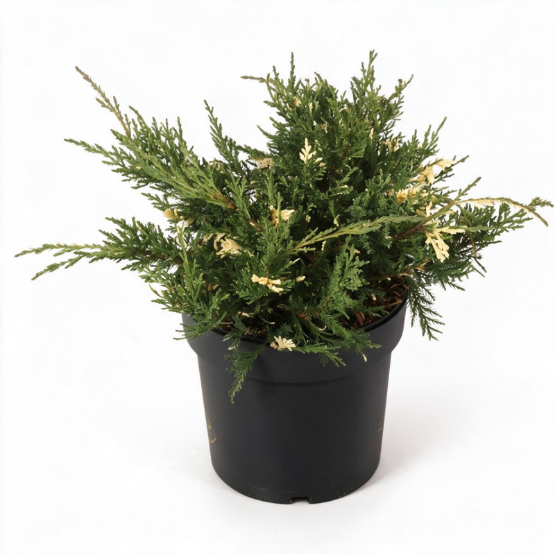 Genévrier de Pfitzer White Splash - Juniperus media White Splash 25/35cm Pot 2,5L