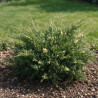 Genévrier de Pfitzer White Splash - Juniperus media White Splash 25/35cm Pot 2,5L