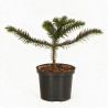Araucaria du Chili - Araucaria araucana 25/30cm Pot 2,5L
