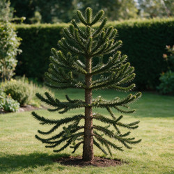 Araucaria du Chili - Araucaria araucana 25/30cm Pot 2,5L