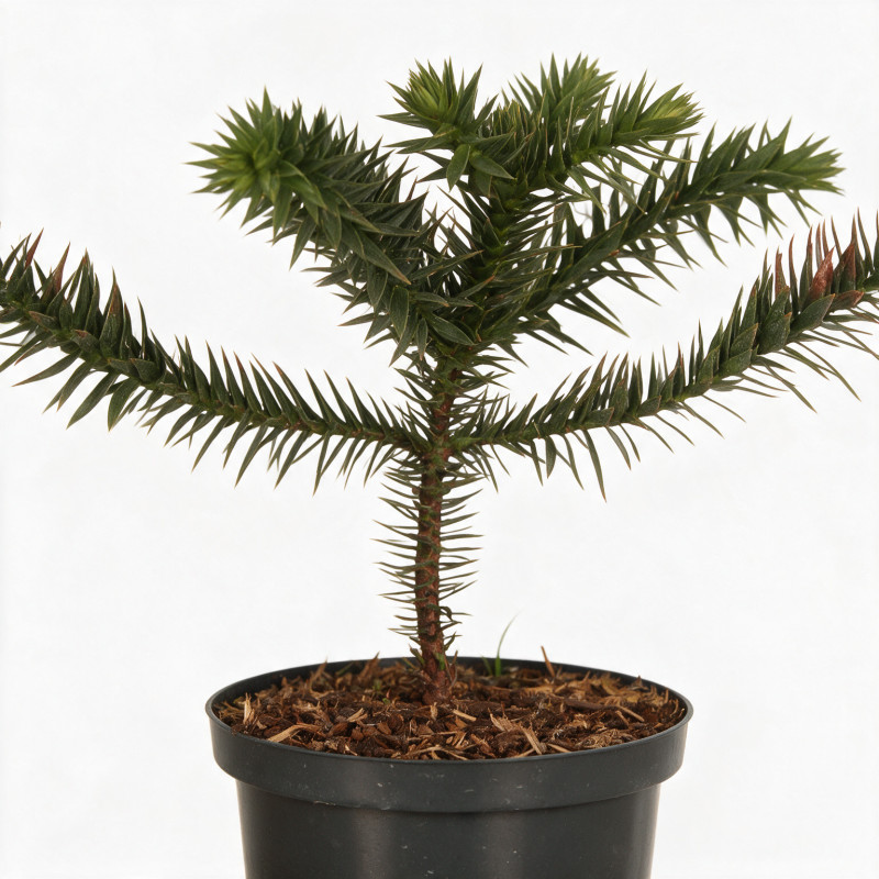 Araucaria du Chili - Araucaria araucana 25/30cm Pot 2,5L