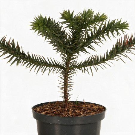 Araucaria du Chili - Araucaria araucana 25/30cm Pot 2,5L
