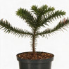 Araucaria du Chili - Araucaria araucana 25/30cm Pot 2,5L