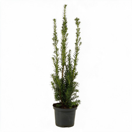 If hybride Hillii - Taxus xmedia Hillii 20/30cm Pot 2,5L