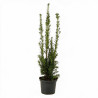 If hybride Hillii - Taxus xmedia Hillii 20/30cm Pot 2,5L