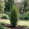If hybride Hillii - Taxus xmedia Hillii 20/30cm Pot 2,5L