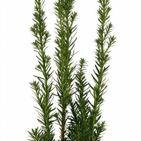 If hybride Hillii - Taxus xmedia Hillii 20/30cm Pot 2,5L