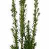 If hybride Hillii - Taxus xmedia Hillii 20/30cm Pot 2,5L