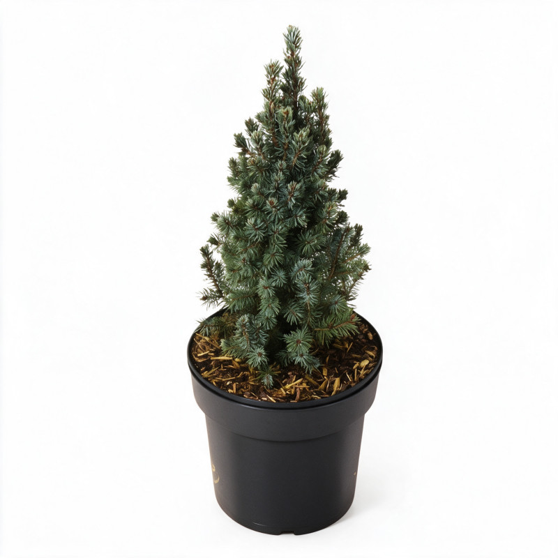 Épicéa blanc Sanders Blue - Picea glauca Sanders Blue 20/30cm Pot 2,5L