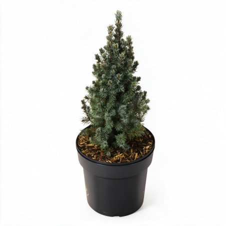 Épicéa blanc Sanders Blue - Picea glauca Sanders Blue 20/30cm Pot 2,5L
