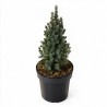 Épicéa blanc Sanders Blue - Picea glauca Sanders Blue 20/30cm Pot 2,5L