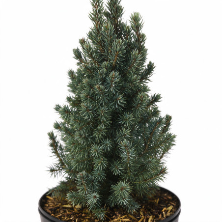 Épicéa blanc Sanders Blue - Picea glauca Sanders Blue 20/30cm Pot 2,5L