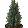 Épicéa blanc Sanders Blue - Picea glauca Sanders Blue 20/30cm Pot 2,5L