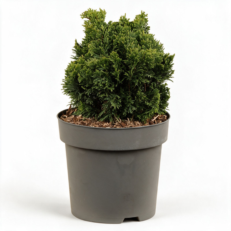 Faux-cyprès de Hinoki Nana Gracilis - Chamaecyparis obtusa Nana Gracilis 15/25cm Pot 2,5L