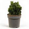 Faux-cyprès de Hinoki Nana Gracilis - Chamaecyparis obtusa Nana Gracilis 15/25cm Pot 2,5L