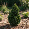 Faux-cyprès de Hinoki Nana Gracilis - Chamaecyparis obtusa Nana Gracilis 15/25cm Pot 2,5L