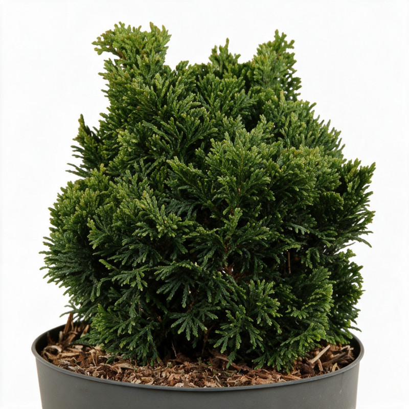 Faux-cyprès de Hinoki Nana Gracilis - Chamaecyparis obtusa Nana Gracilis 15/25cm Pot 2,5L