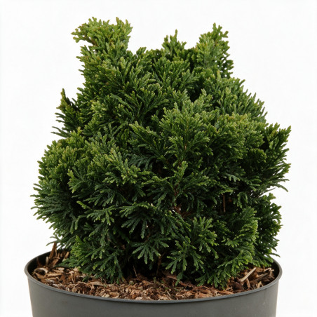 Faux-cyprès de Hinoki Nana Gracilis - Chamaecyparis obtusa Nana Gracilis 15/25cm Pot 2,5L