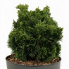 Faux-cyprès de Hinoki Nana Gracilis - Chamaecyparis obtusa Nana Gracilis 15/25cm Pot 2,5L