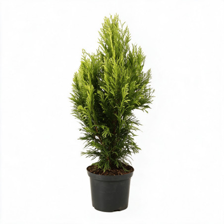 Thuya 4Ever Goldy ® - Thuja plicata 4Ever Goldy ® 25/35cm Pot 2,5L