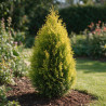 Thuya 4Ever Goldy ® - Thuja plicata 4Ever Goldy ® 25/35cm Pot 2,5L