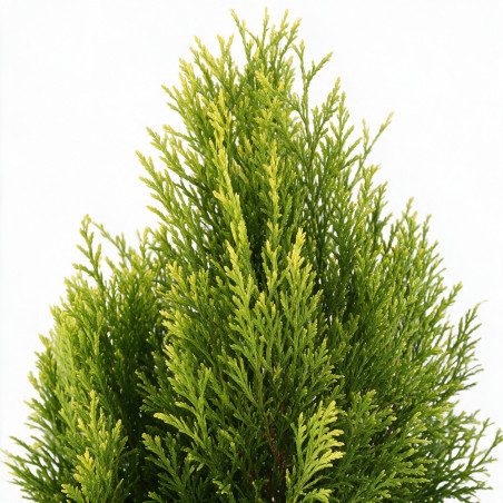 Thuya 4Ever Goldy ® - Thuja plicata 4Ever Goldy ® 25/35cm Pot 2,5L