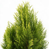 Thuya 4Ever Goldy ® - Thuja plicata 4Ever Goldy ® 25/35cm Pot 2,5L