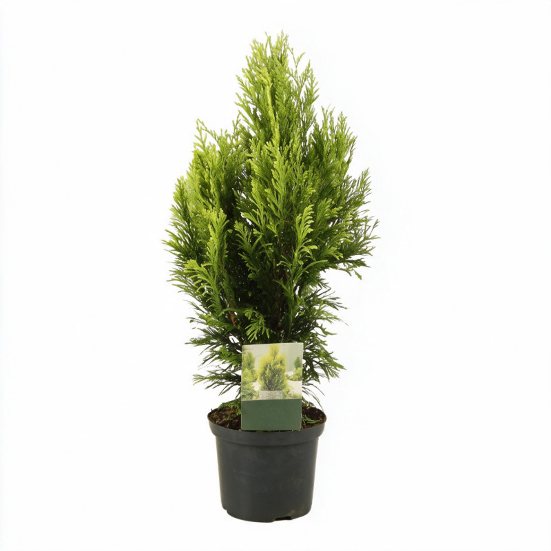 Faux-cyprès de Hinoki Aurora - Chamaecyparis obtusa Aurora 15/25cm Pot 2,5L