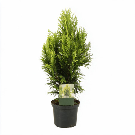 Faux-cyprès de Hinoki Aurora - Chamaecyparis obtusa Aurora 15/25cm Pot 2,5L