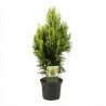 Faux-cyprès de Hinoki Aurora - Chamaecyparis obtusa Aurora 15/25cm Pot 2,5L