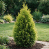Faux-cyprès de Hinoki Aurora - Chamaecyparis obtusa Aurora 15/25cm Pot 2,5L