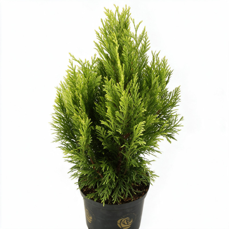 Faux-cyprès de Hinoki Aurora - Chamaecyparis obtusa Aurora 15/25cm Pot 2,5L