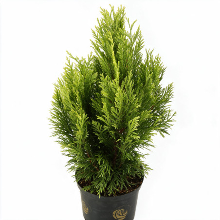 Faux-cyprès de Hinoki Aurora - Chamaecyparis obtusa Aurora 15/25cm Pot 2,5L