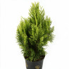 Faux-cyprès de Hinoki Aurora - Chamaecyparis obtusa Aurora 15/25cm Pot 2,5L