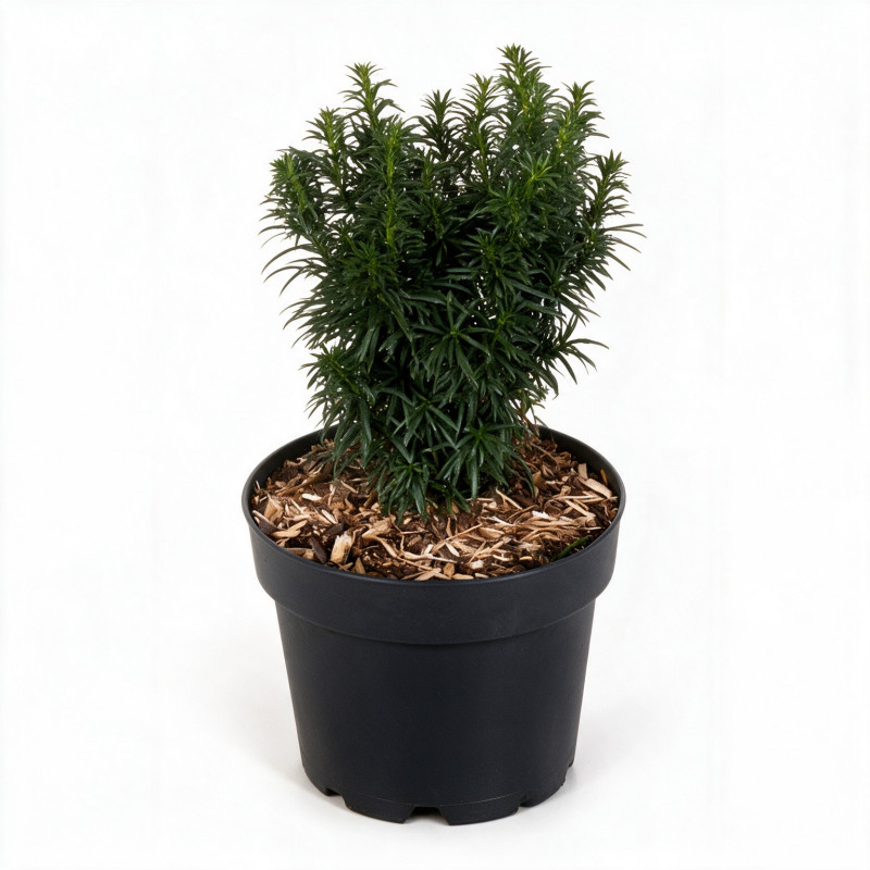If commun Wilco Green - Taxus baccata Wilco Green 20/30cm Pot 2,5L