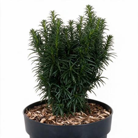 If commun Wilco Green - Taxus baccata Wilco Green 20/30cm Pot 2,5L